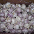 New Crop Normal White Garlic with High Quality